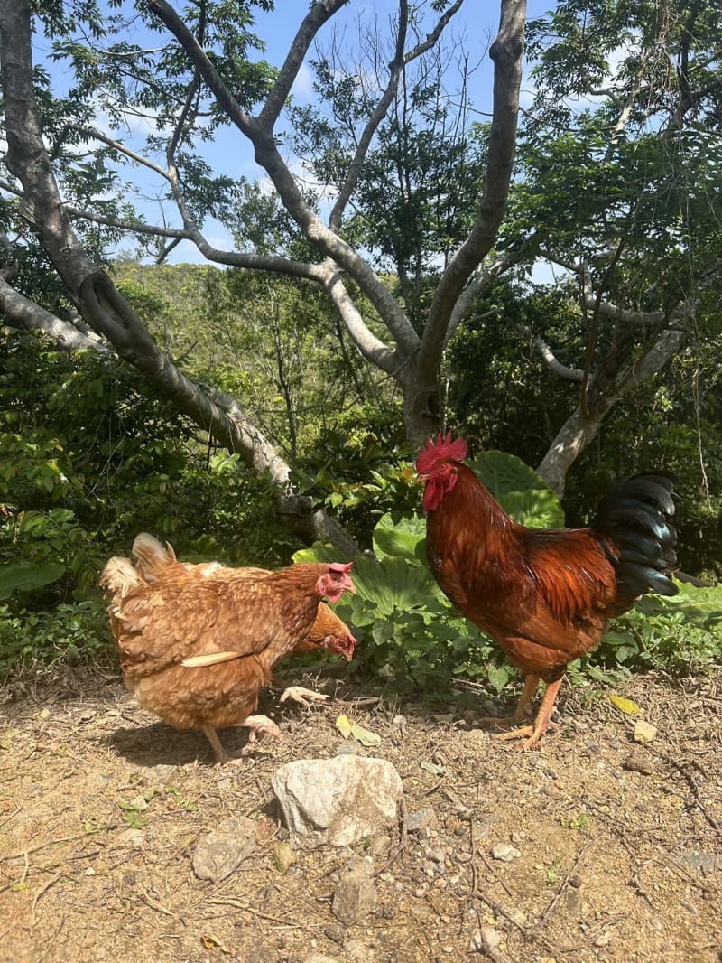 畑のにわとりの画像