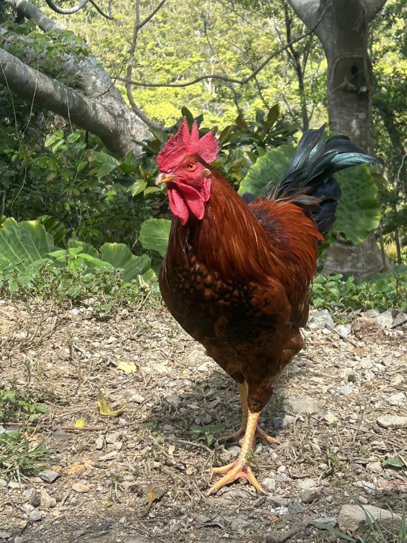 畑のにわとりの画像