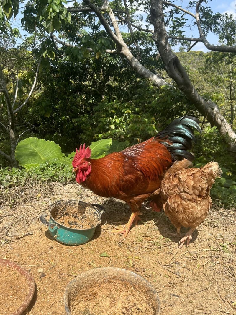 畑のにわとりの画像