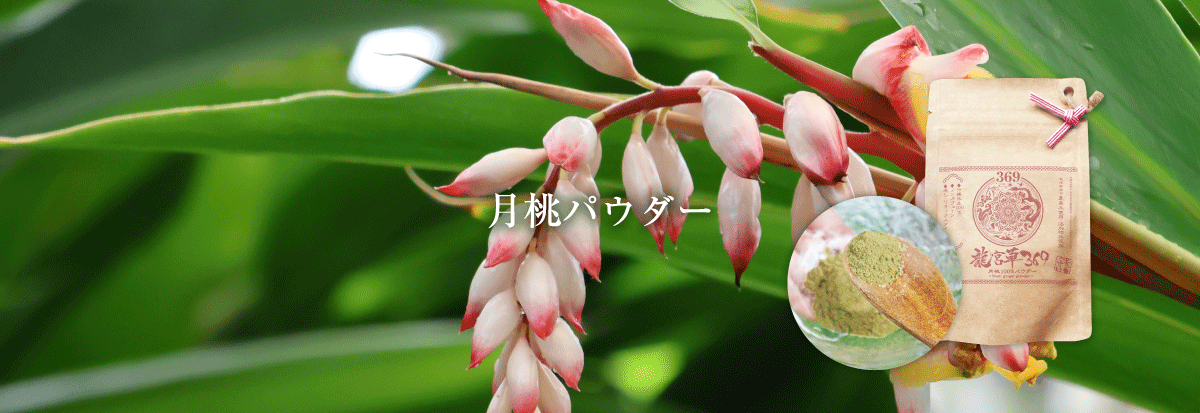 月桃パウダー