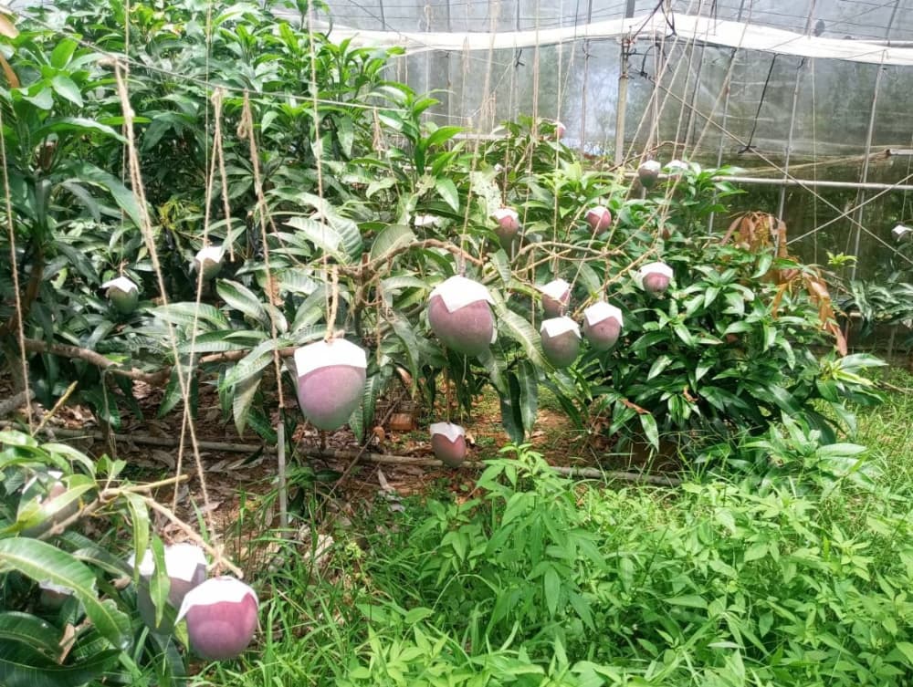 マンゴー畑の様子