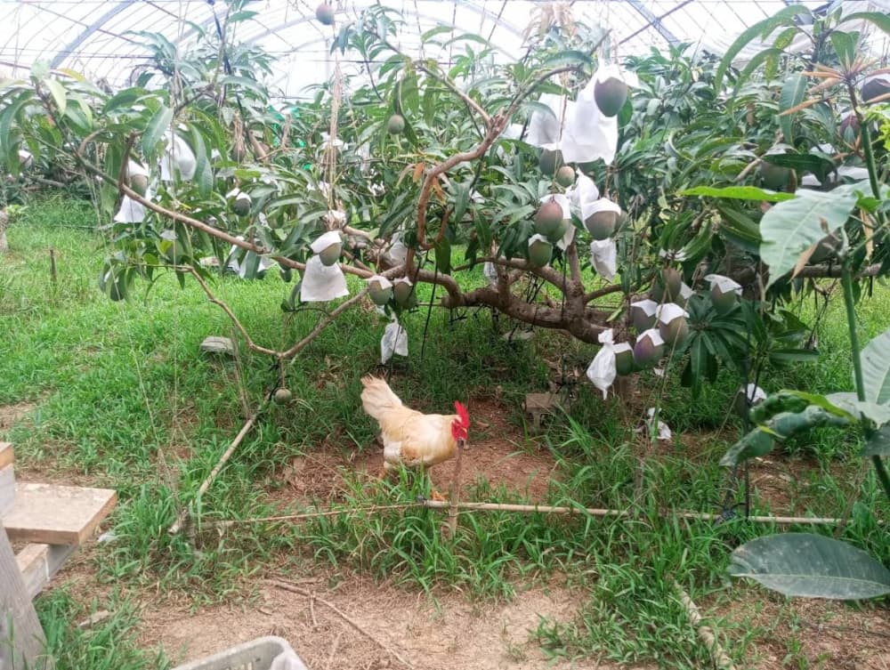 マンゴー畑のにわとり