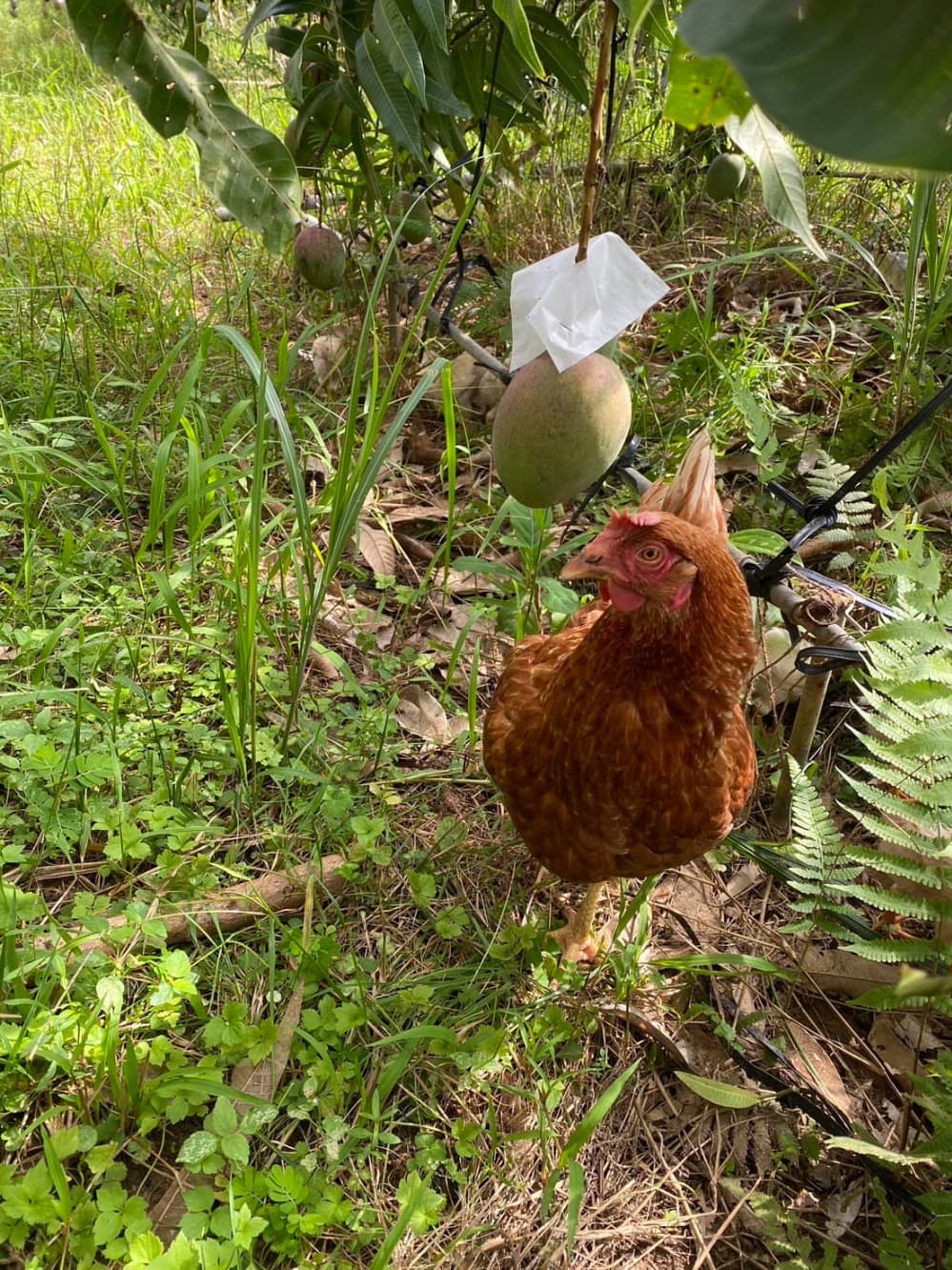 にわとりとマンゴー