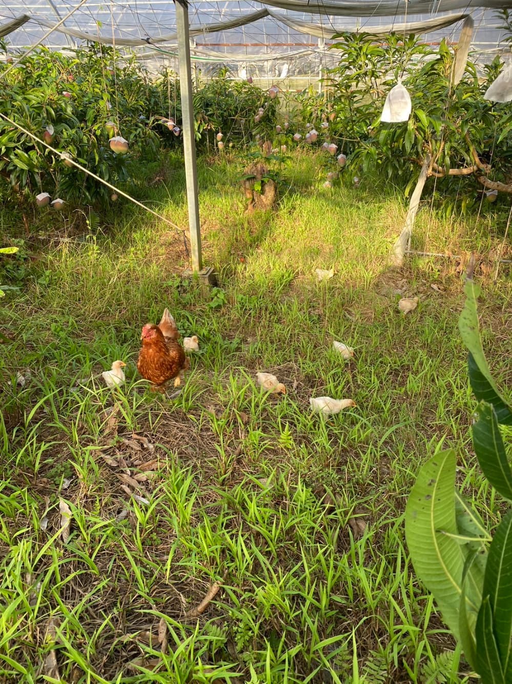 にわとりとマンゴー