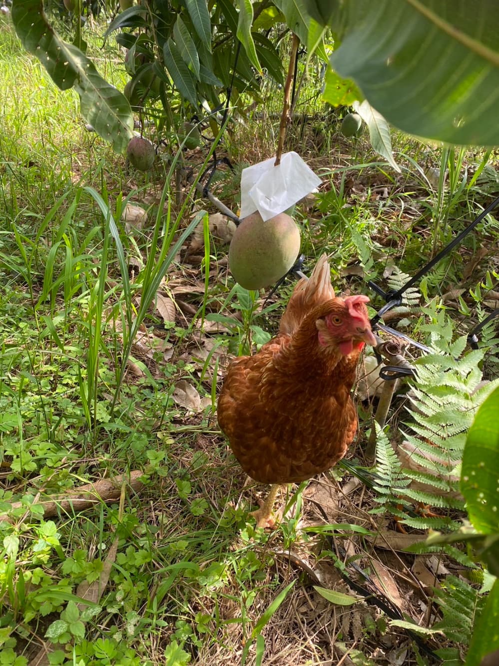にわとりとマンゴー