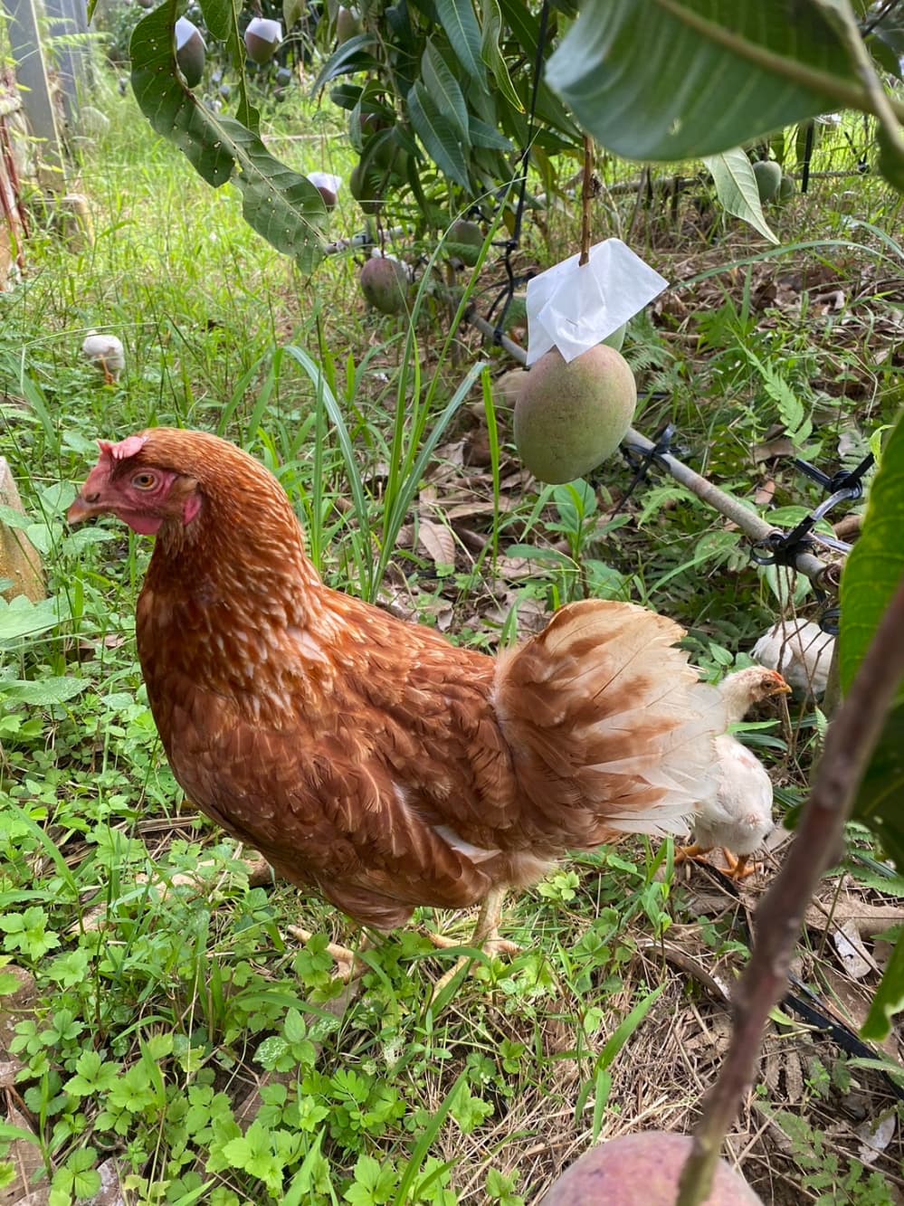 にわとりとマンゴー