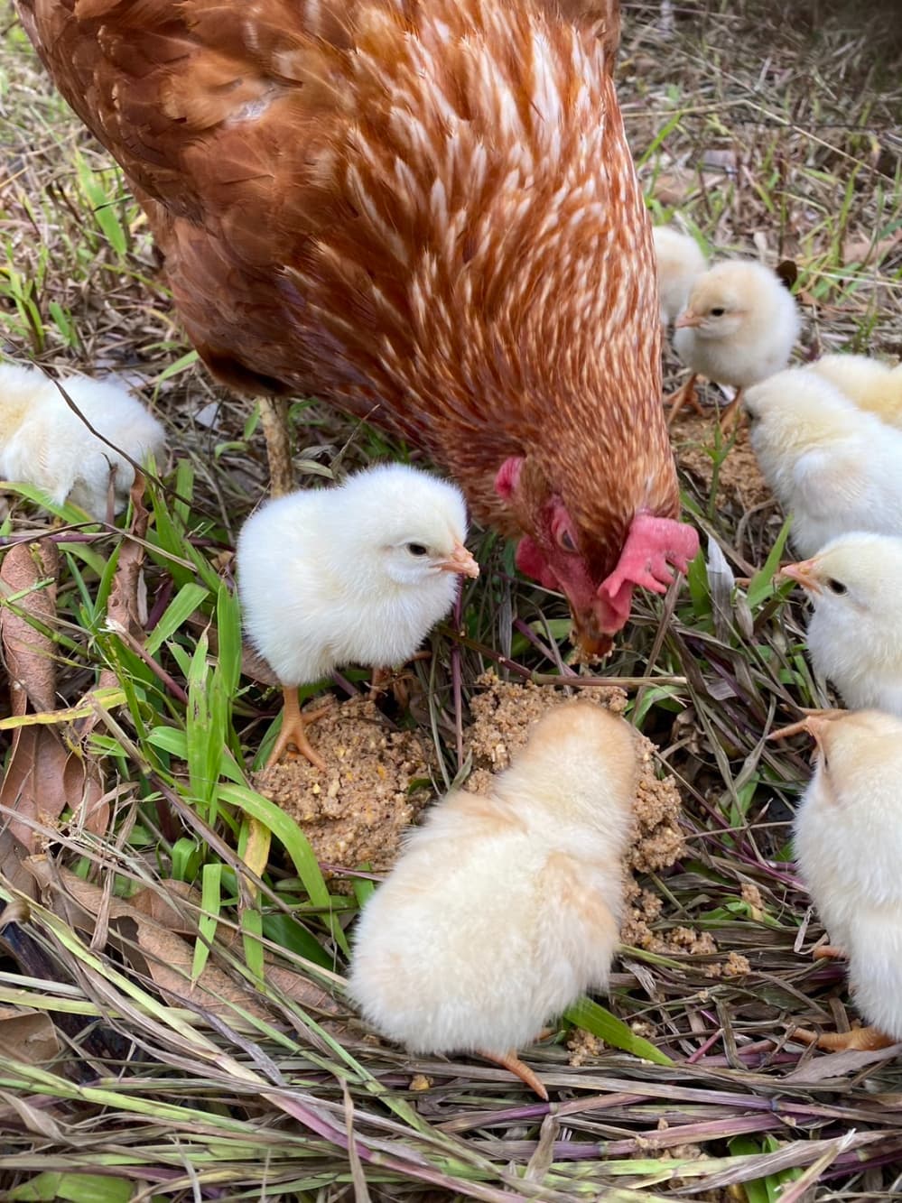 にわとりとひよこ